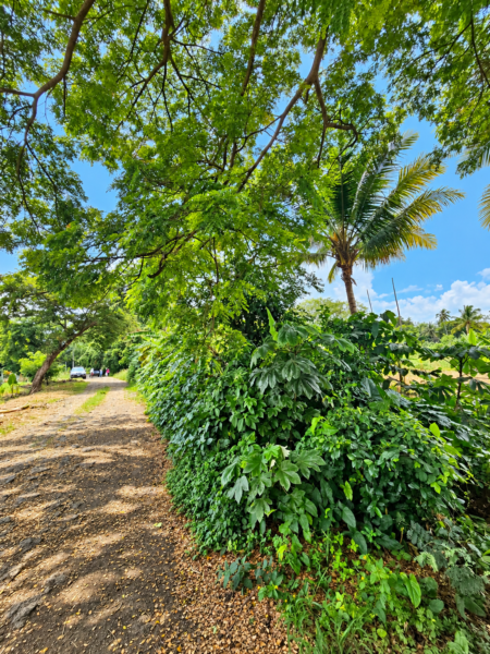 𝗧𝗨 𝗣𝗥𝗢́𝗫𝗜𝗠𝗢 𝗘𝗦𝗖𝗔𝗣𝗘 𝗣𝗨𝗘𝗗𝗘 𝗘𝗦𝗧𝗔𝗥 𝗔𝗤𝗨𝗜́ NAHUILINGO SONSONATE