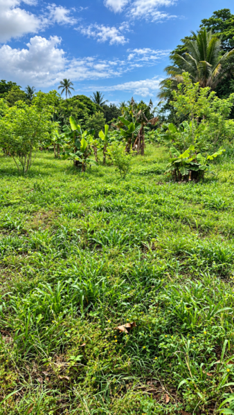 𝗧𝗨 𝗣𝗥𝗢́𝗫𝗜𝗠𝗢 𝗘𝗦𝗖𝗔𝗣𝗘 𝗣𝗨𝗘𝗗𝗘 𝗘𝗦𝗧𝗔𝗥 𝗔𝗤𝗨𝗜́ NAHUILINGO SONSONATE