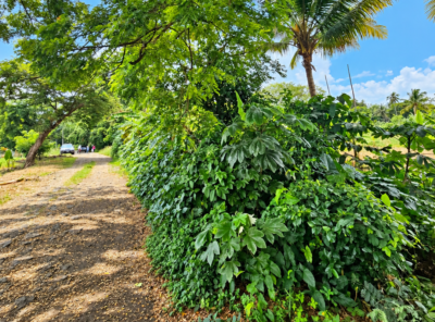 𝗧𝗨 𝗣𝗥𝗢́𝗫𝗜𝗠𝗢 𝗘𝗦𝗖𝗔𝗣𝗘 𝗣𝗨𝗘𝗗𝗘 𝗘𝗦𝗧𝗔𝗥 𝗔𝗤𝗨𝗜́ NAHUILINGO SONSONATE